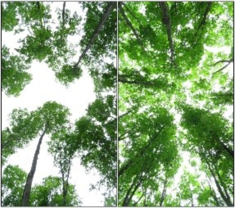 a picture comparing a canopy of trees