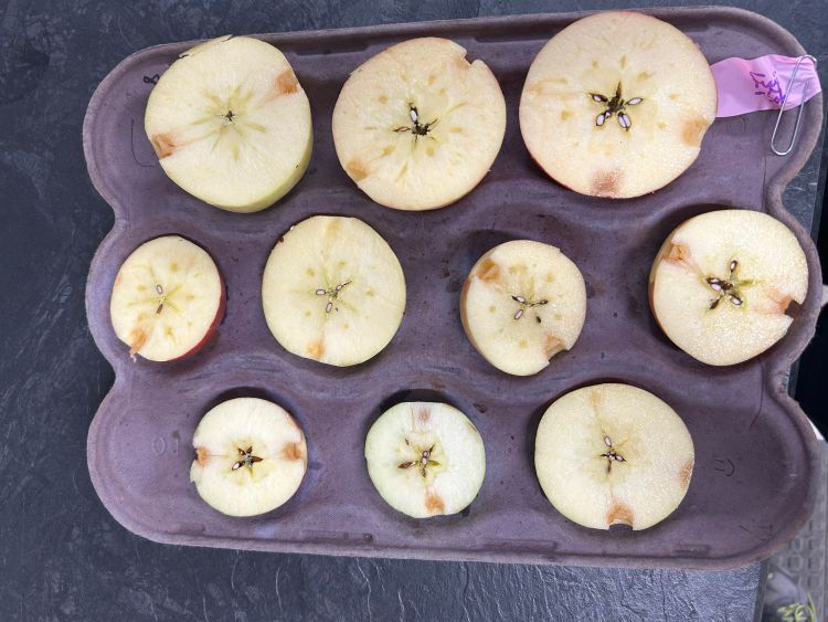 Sliced apples in tray to show water core