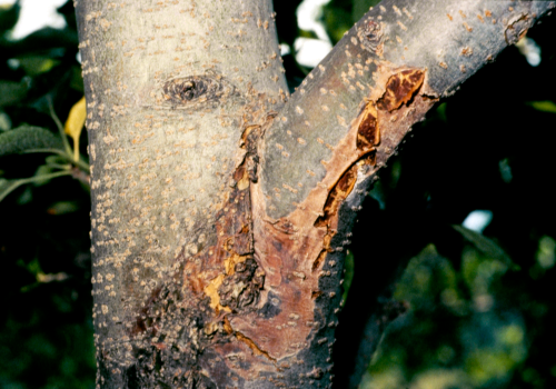 Pimple-like fruiting bodies develop on canker surfaces.