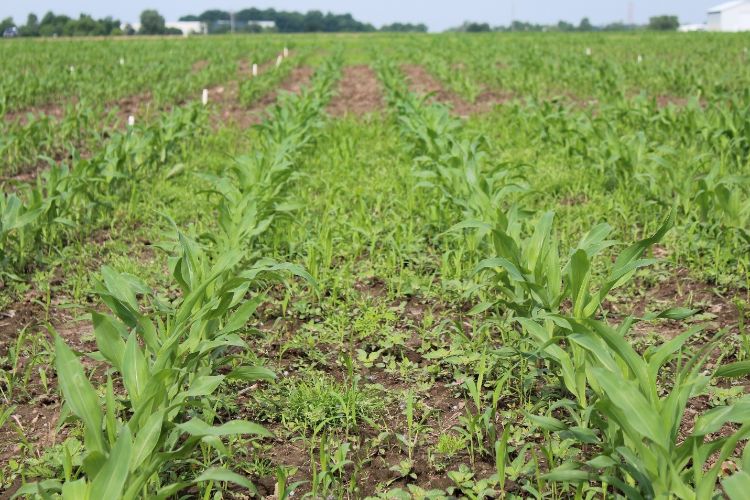 Uncontrolled weeds in a corn field