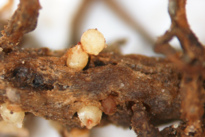 Avoid significant yield loss in soybeans by sampling for soybean cyst nematode