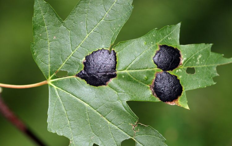 Tar spot symptoms on silver maple leaf. Photo credit: Steven Katovich, USDA Forest Service, Bugwood.org     