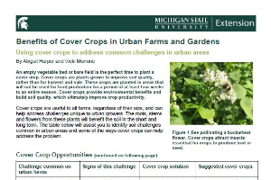 Benefits of Cover Crops in Urban Farms and Gardens