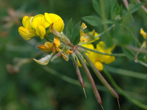 Birdsfoot Trefoil4.jpg