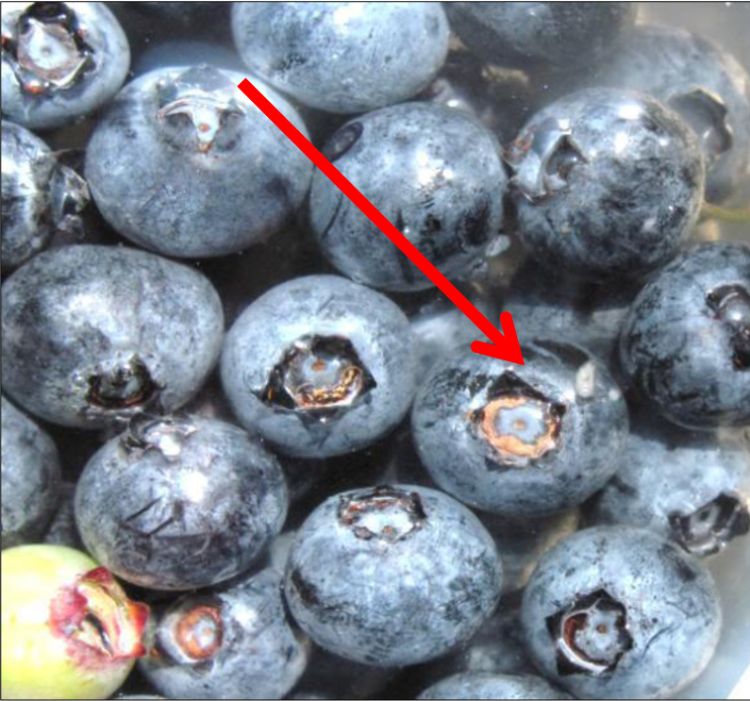 Spotted wing Drosophila fruit infestation in harvested berries.