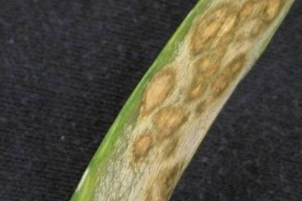 Protect onions against Stemphylium leaf blight - Vegetables