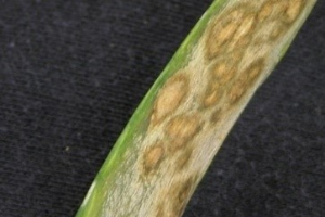 Protect onions against Stemphylium leaf blight