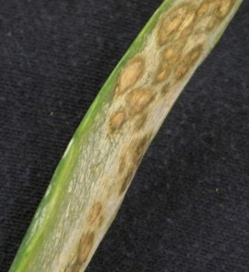 Stemphylium leaf blight.