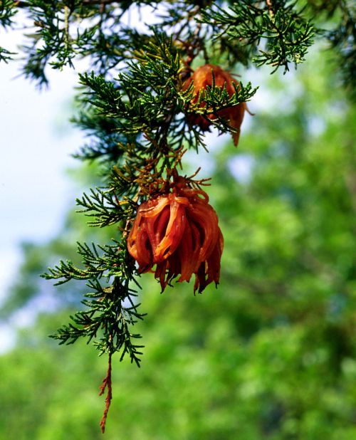 Telial horns from galls on cedar in spring following moist weather. Photo credit: Linda Haugen, USDA Forest Service, Bugwood.org