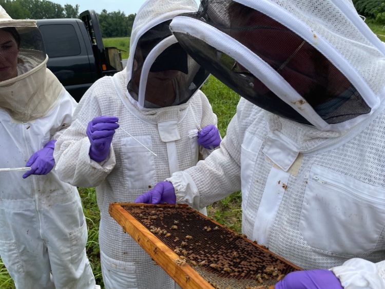 Vet Students in beekeeping suits holding a frame of bees.