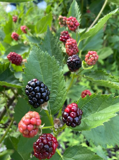 Blackberries growing on a bush ready to harvest.