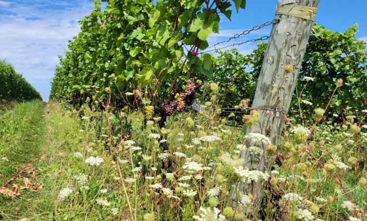 grape vineyard