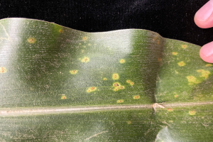 Tracking southern rust: A new disease for Michigan corn growers