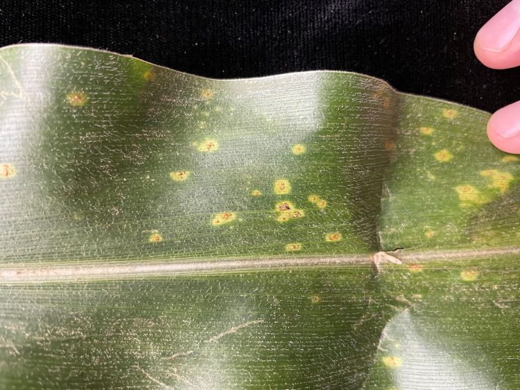 Small lesions on corn leaf.