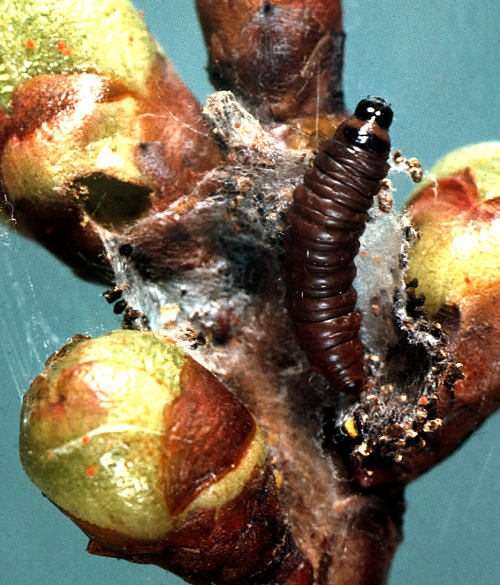 The larva is dark grayish-brown dorsally and reddish-brown ventrally. 