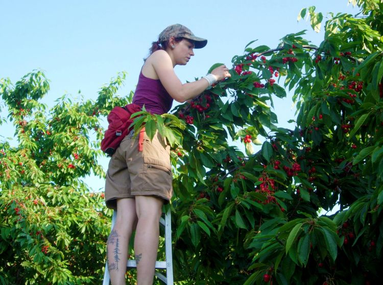 Shayna Wieferich, a field technician, counting sweet cherries. Photo credit: George Linz, 2013.