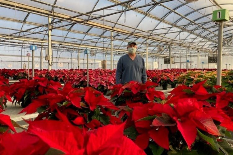 MSU alum George Van Atta owns Van Atta's Greenhouse and Flower Shop in Haslett, Michigan.