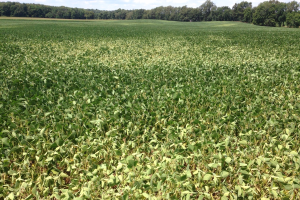 Moisture stress and high temperature effects on soybean yields