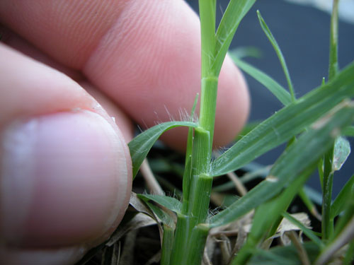 Bermudagrass3.jpg