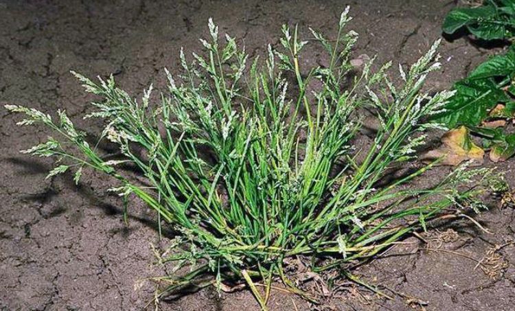 Annual bluegrass or Poa annua. Photo credit: Joseph M. DiTomaso, University of California-Davis, Bugwood.org