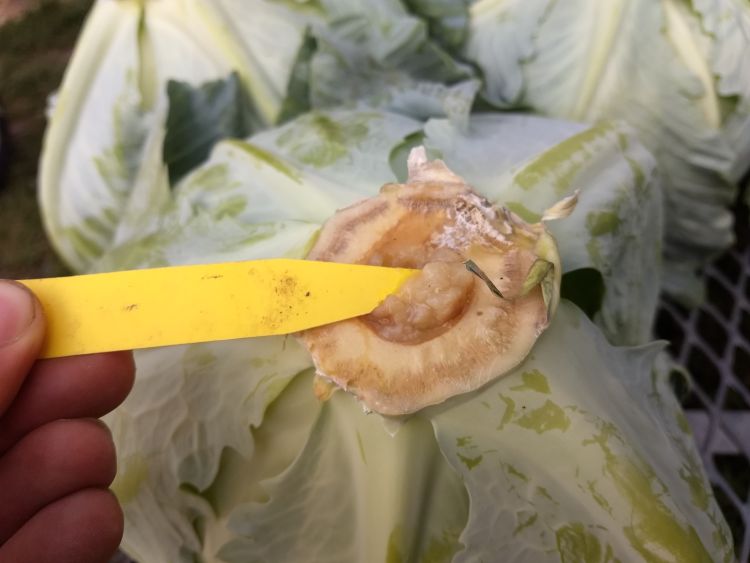 Soft brown spot in stem end of cabbage.