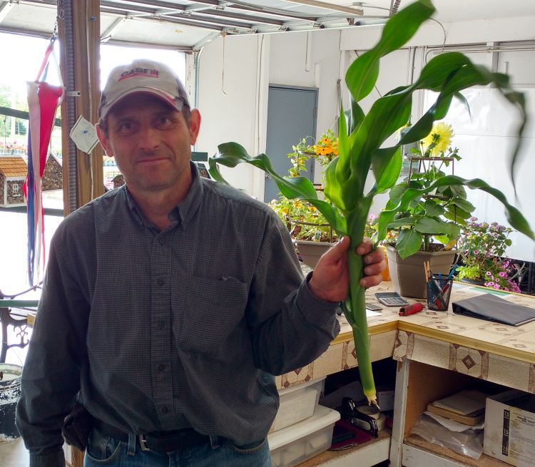 Mike Polzin brought his sweet corn in for show and tell at the first Tuesday vegetable meeting I hold in Birch Run, Michigan. The tassel is still five leaves deep in the whorl, and the young ear is about 1 centimeter long.