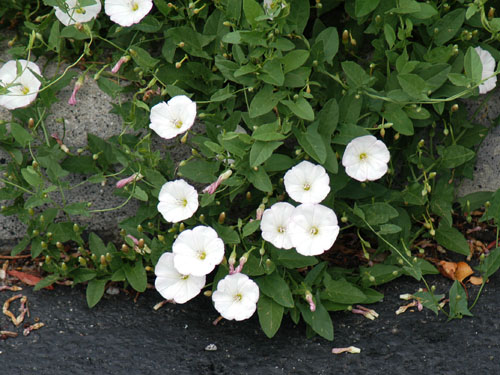  field bindweed1.jpg 