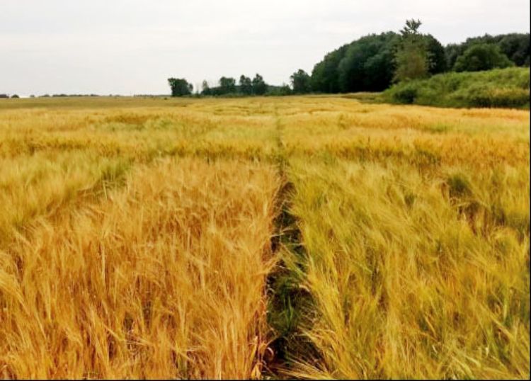 Results Are In For The 2019 Michigan Spring Malting Barley Trial Malting Barley