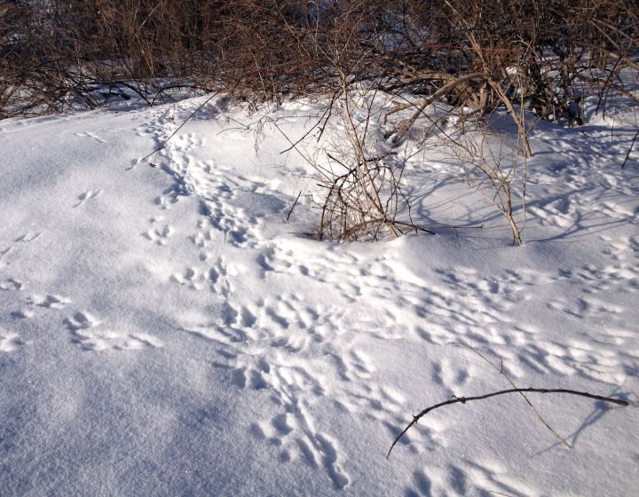 Winter Snow Cover Leading To Increased Rabbit Damage For Fruit And Landscape Plants Msu Extension