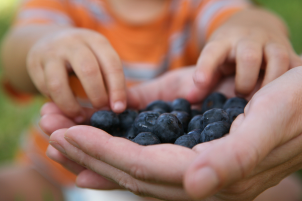 Child picks blueberries from a parent's hand.