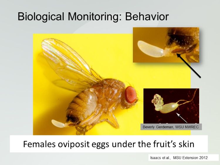 Spotted wing Drosophila