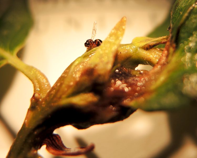 Female Asian chestnut gall wasp on chestnut petiole affected by gall. Photo credit: Erin Lizotte, MSU Extension