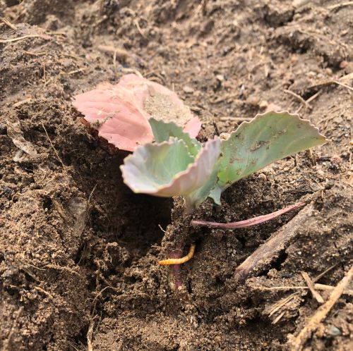 Discoloration in cabbage caused by wireworm.