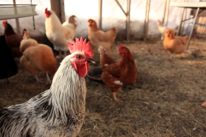 Poultry enthusiasts are encouraged to sign up for MSU Extension news digest