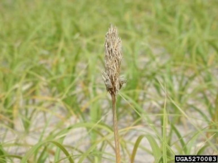 Flowers are arranged in a spike. Photo credit: Leslie J. Mehrhoff, University of Connecticut, Bugwood.org 