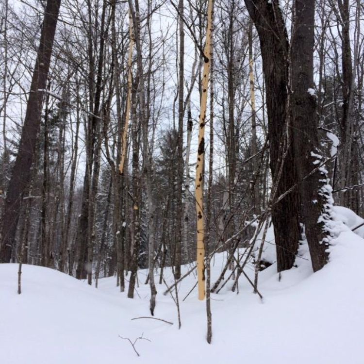 Bark stripping by eastern fox squirrel in sugar maple stand, Houghton County Photo credit: Kirk Hammel, MSU