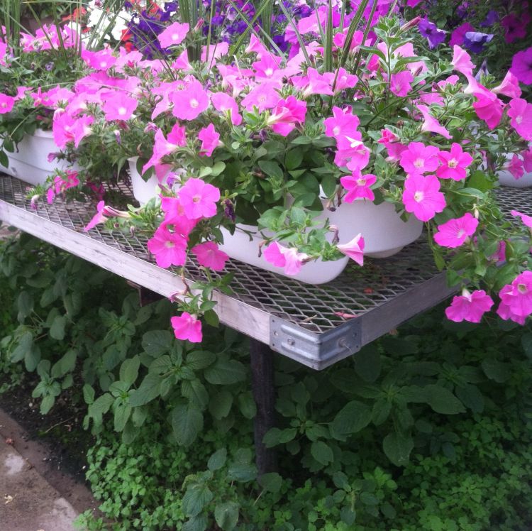 Weeds in the greenhouse are a source of pathogens, insects and viral diseases. Remove them now for a clean start for this spring. Photo by Kristin Getter, MSU