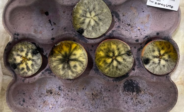 Several apples in a tray cut in half and treated with iodine to stain the starch blue.