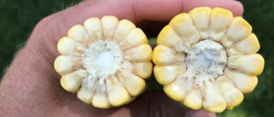 Southwest Michigan field crops update – Aug. 5, 2021