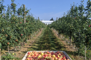 Grand Rapids area apple maturity report – Aug. 25, 2021