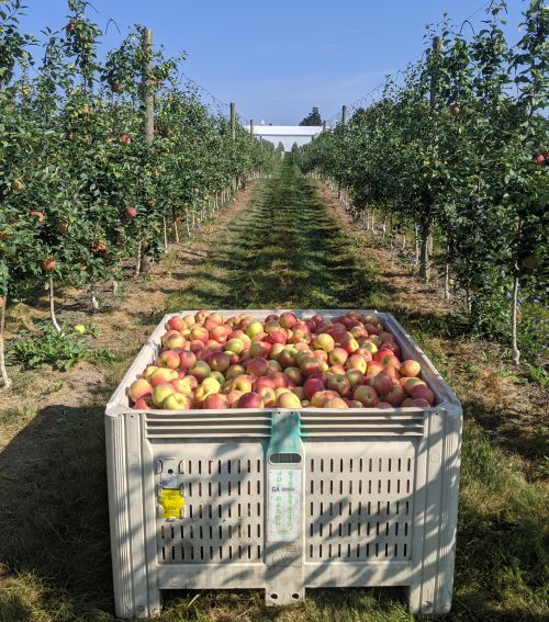 Apples in a container in an orchard.