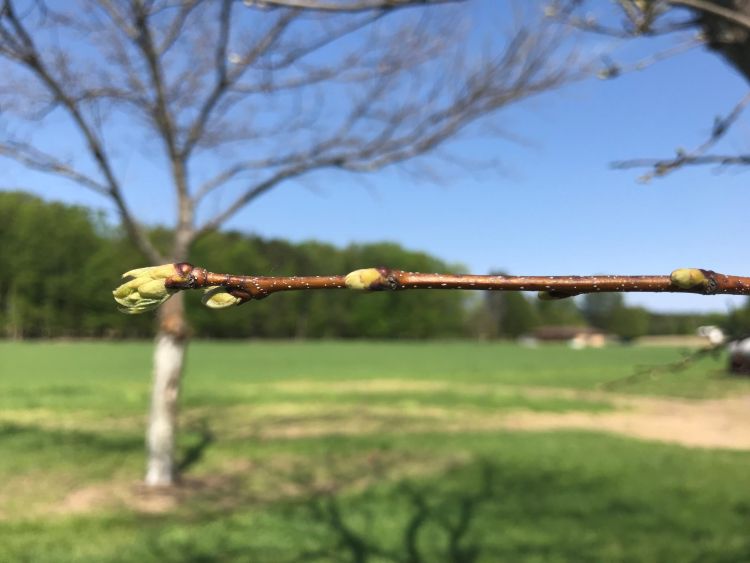 Bud break in hybrid chestnut orchards in Ludington, Michigan, on May 18, 2018. All photos by Erin Lizotte, MSU Extension.