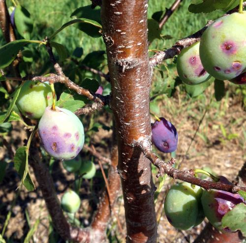 Hail damage to plums. Photo credit: Bill Shane, MSU Extension