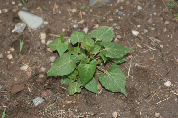 wild buckwheat