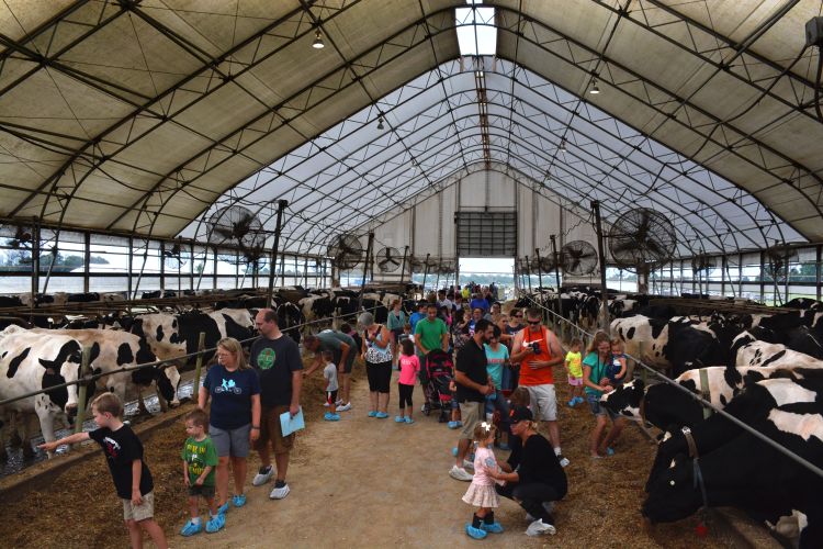 Freestall barn with visitors. 2015 Hood Family Dairy event.