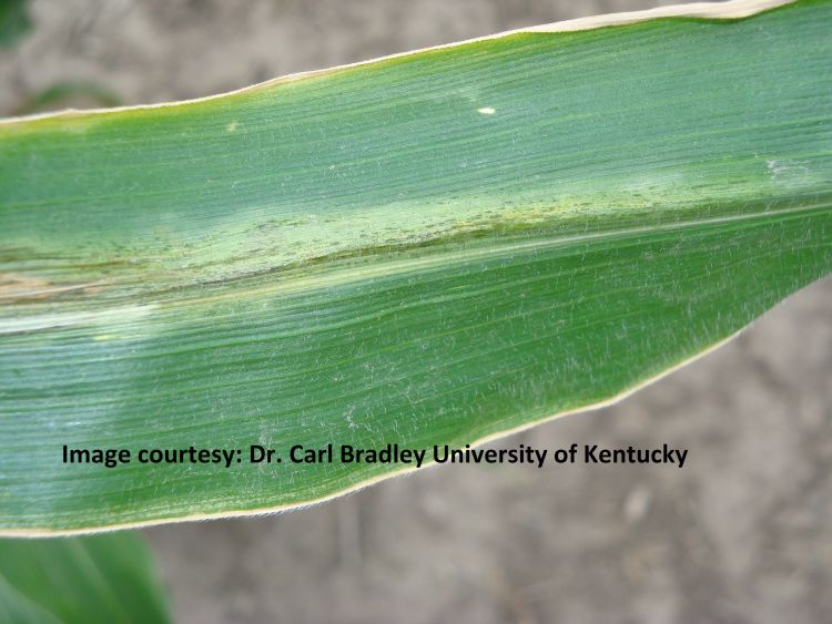 Early Goss’s wilt leaf lesion. All photos by Carl Bradley, University of Kentucky
