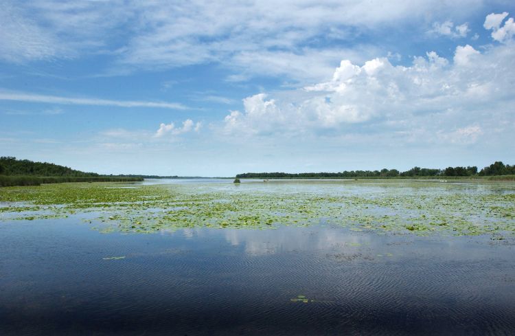 When the first Europeans arrived, Michigan boasted 10.7 million acres of wetlands covering more than 17 percent of the state’s total land area. Photo: Michigan Sea Grant
