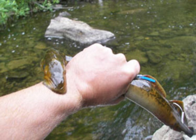 By mapping the sea lamprey genome, scientists may soon better understand how and when humans evolved. Photo courtesy of MSU.