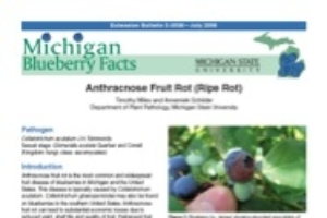 Michigan Blueberry Facts: Anthracnose Fruit Rot (Ripe Rot) (E3039)