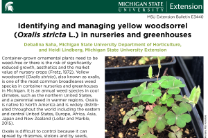 Identifying and managing yellow woodsorrel (Oxalis stricta L.) in nurseries and greenhouses